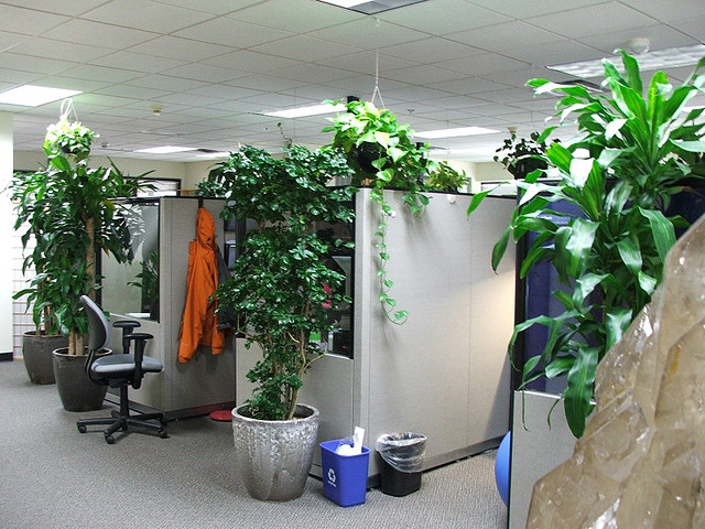 Plants in the office