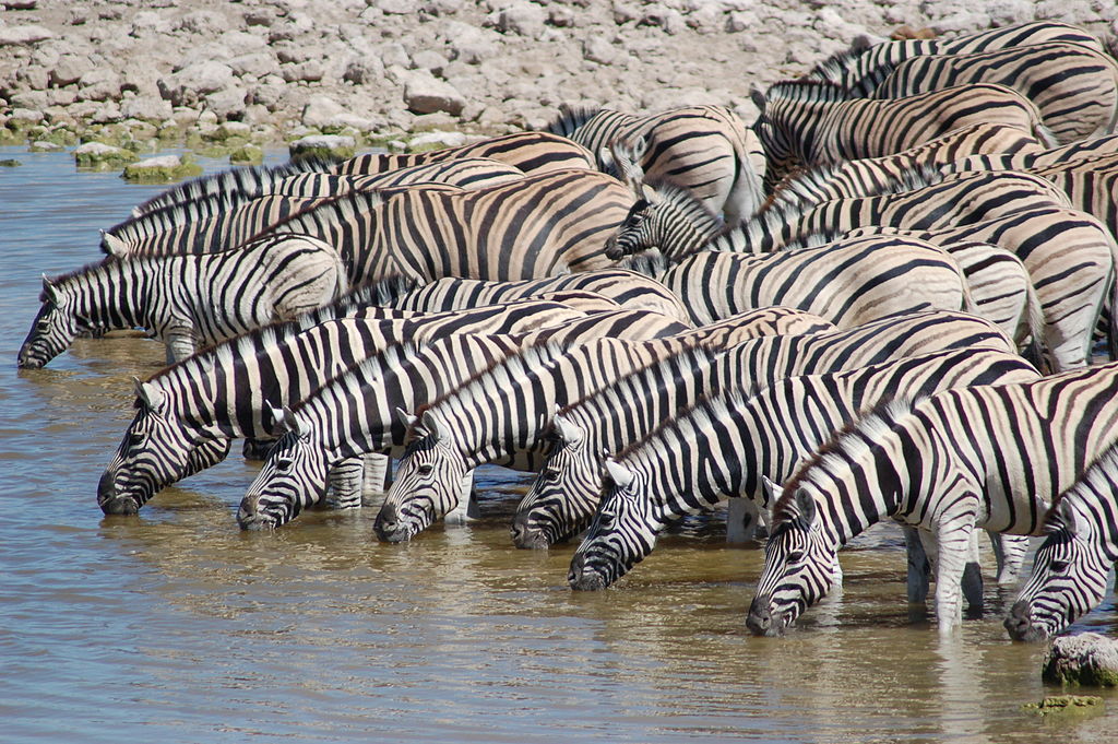 Zebras at waterhole